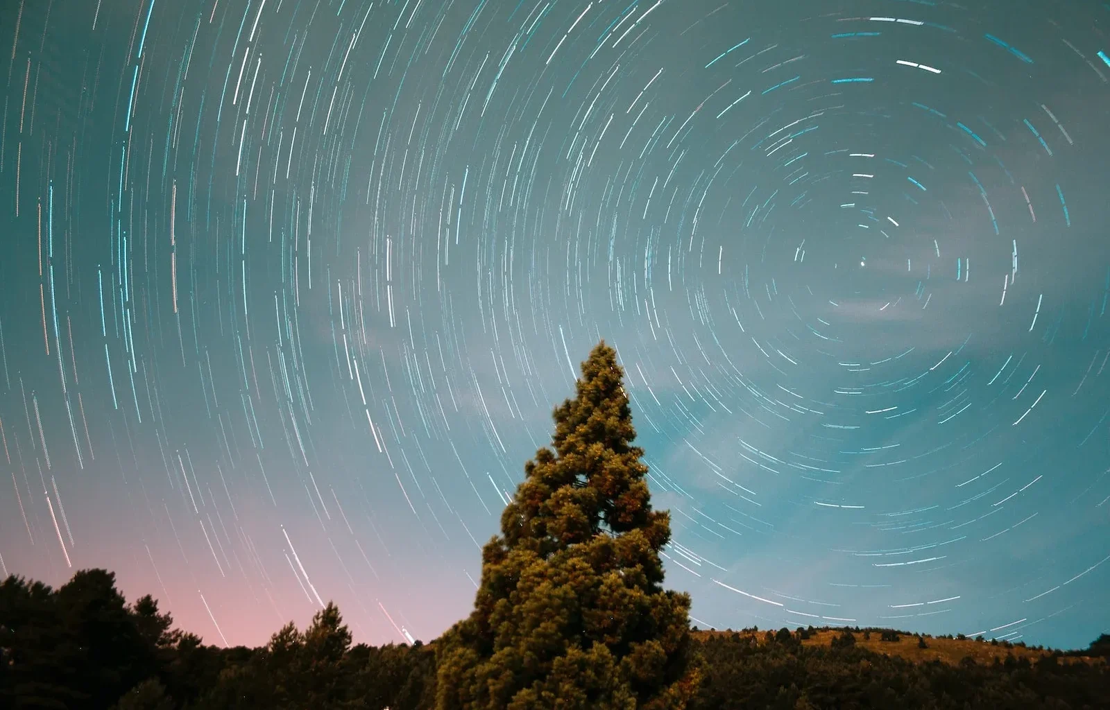 long exposure photography of stars and pine tree