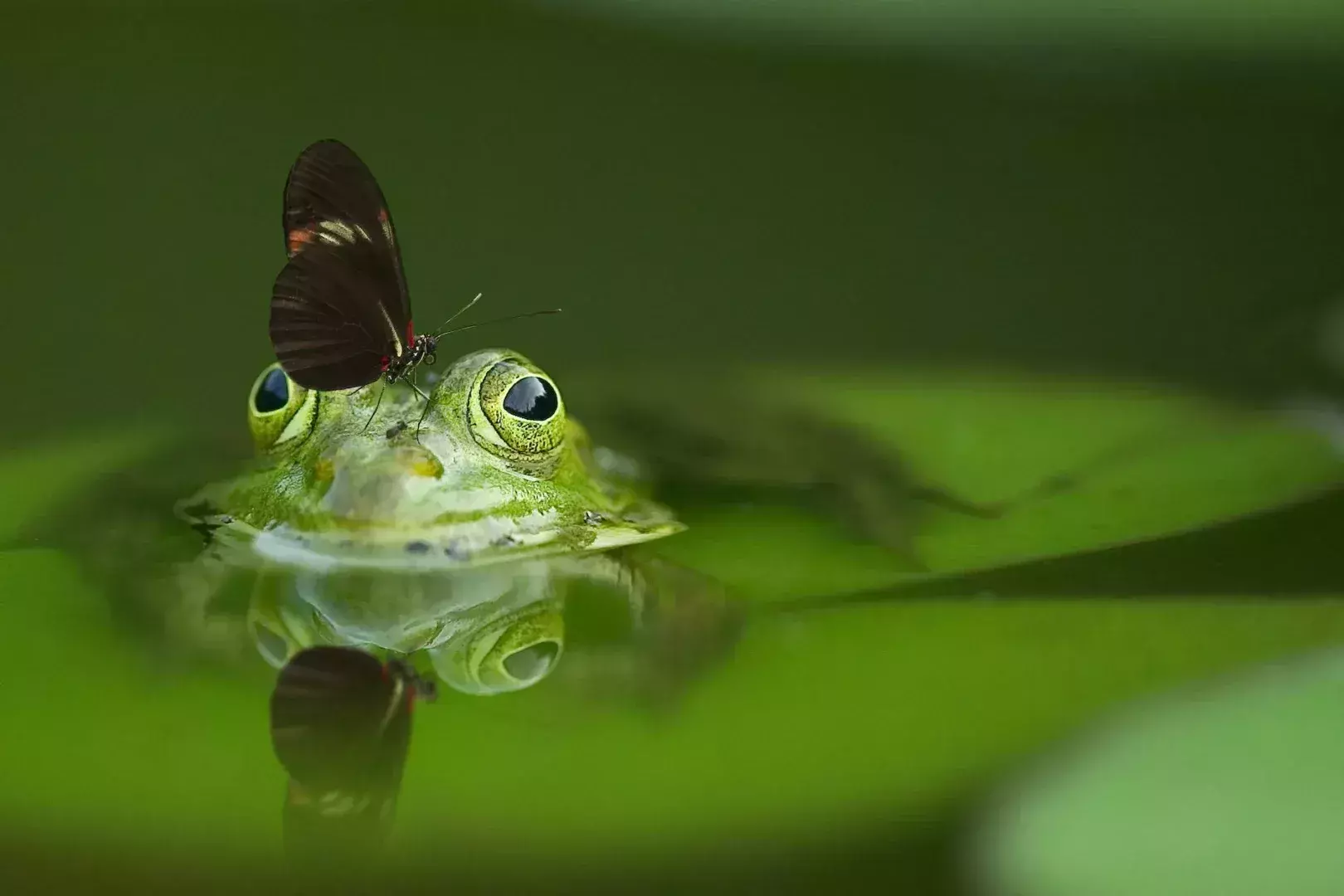macro photography of green frog