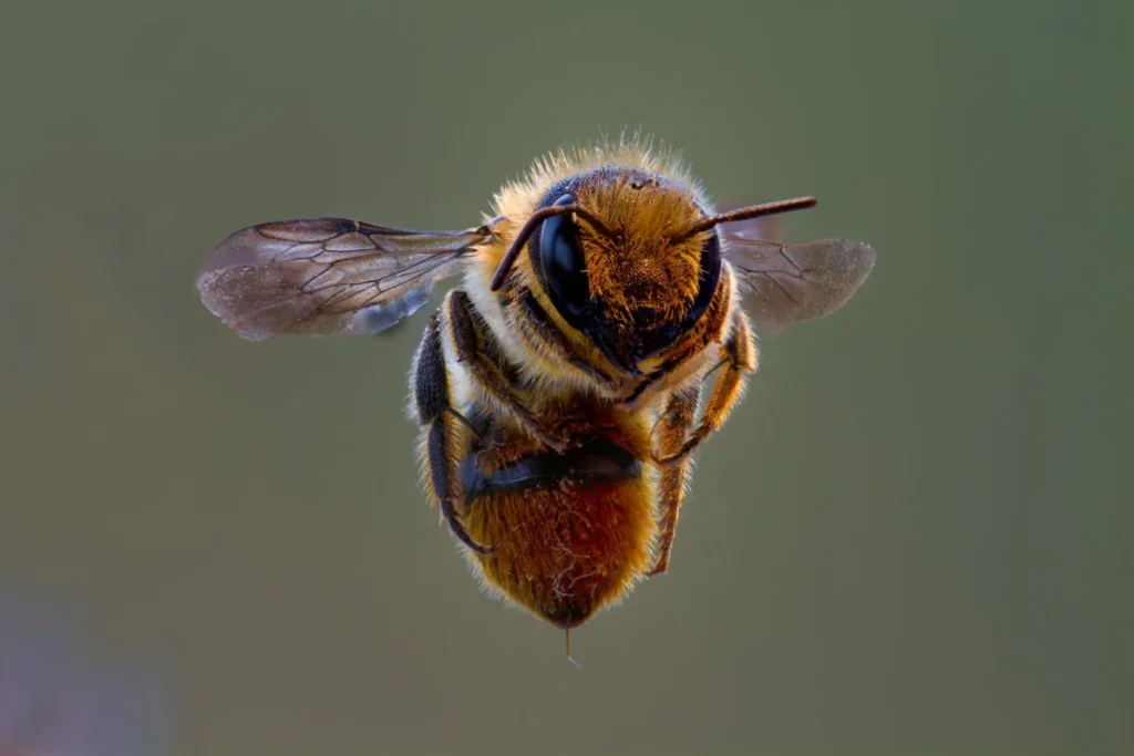 close up shot of a flying bee