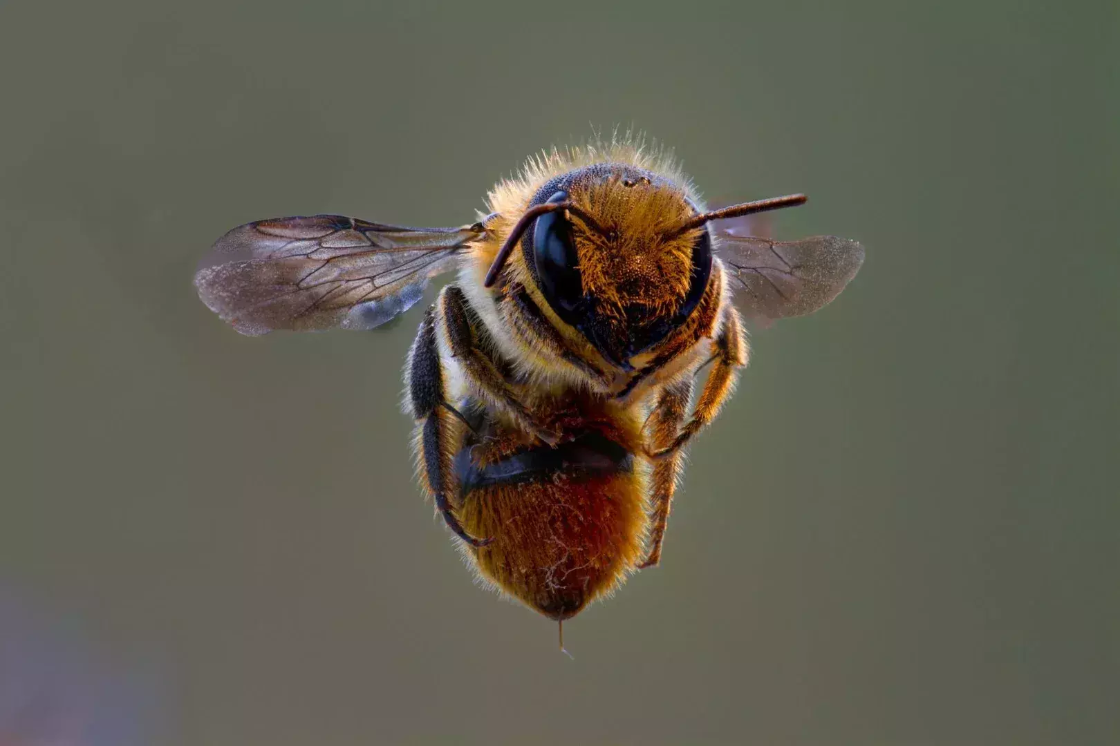 close up shot of a flying bee