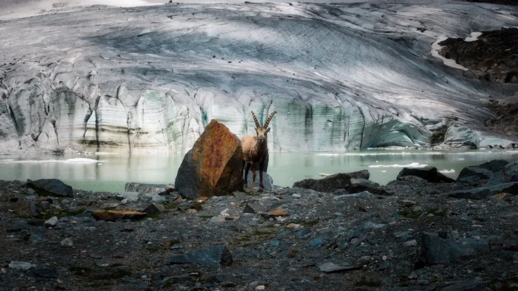 ibex at fellaria glacier in italy