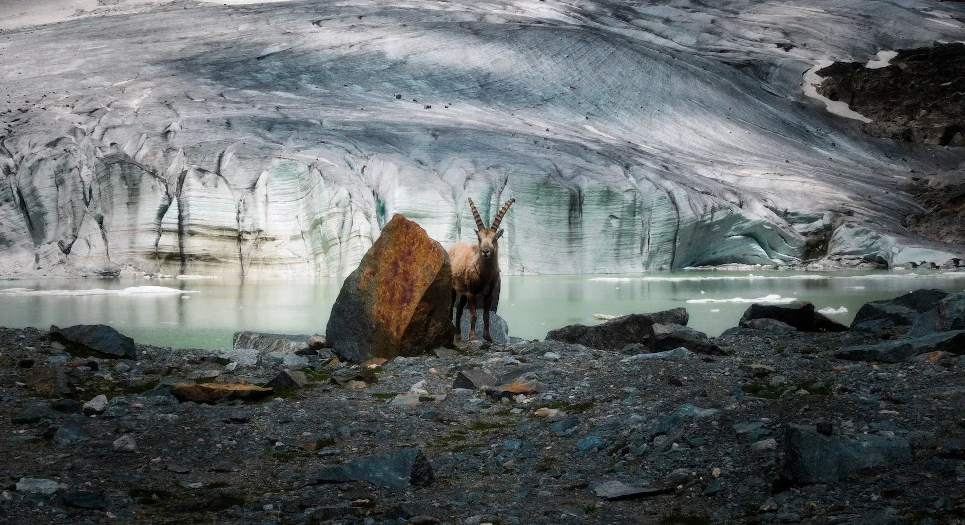 ibex at fellaria glacier in italy