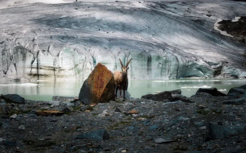 ibex at fellaria glacier in italy
