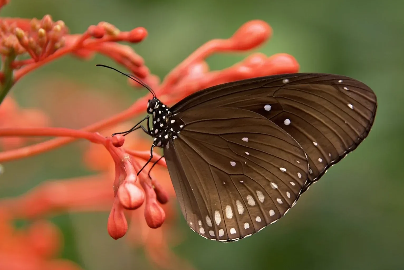 brown butterfly perched on a flower bud