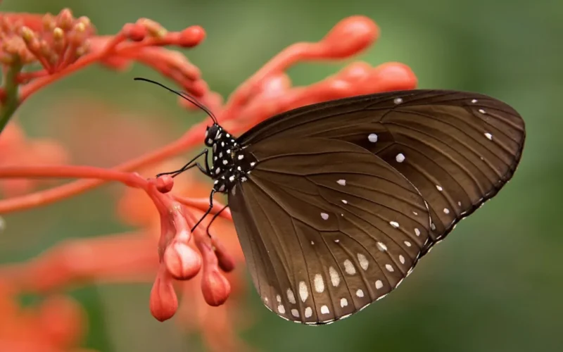 brown butterfly perched on a flower bud
