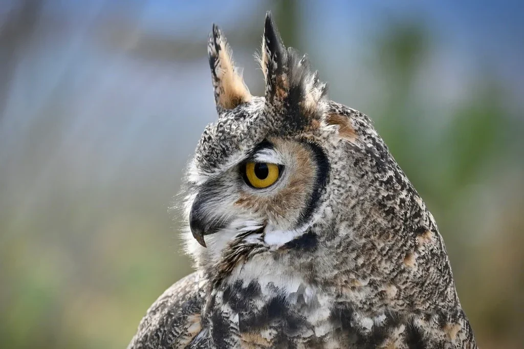 owl, great horned owl, raptor