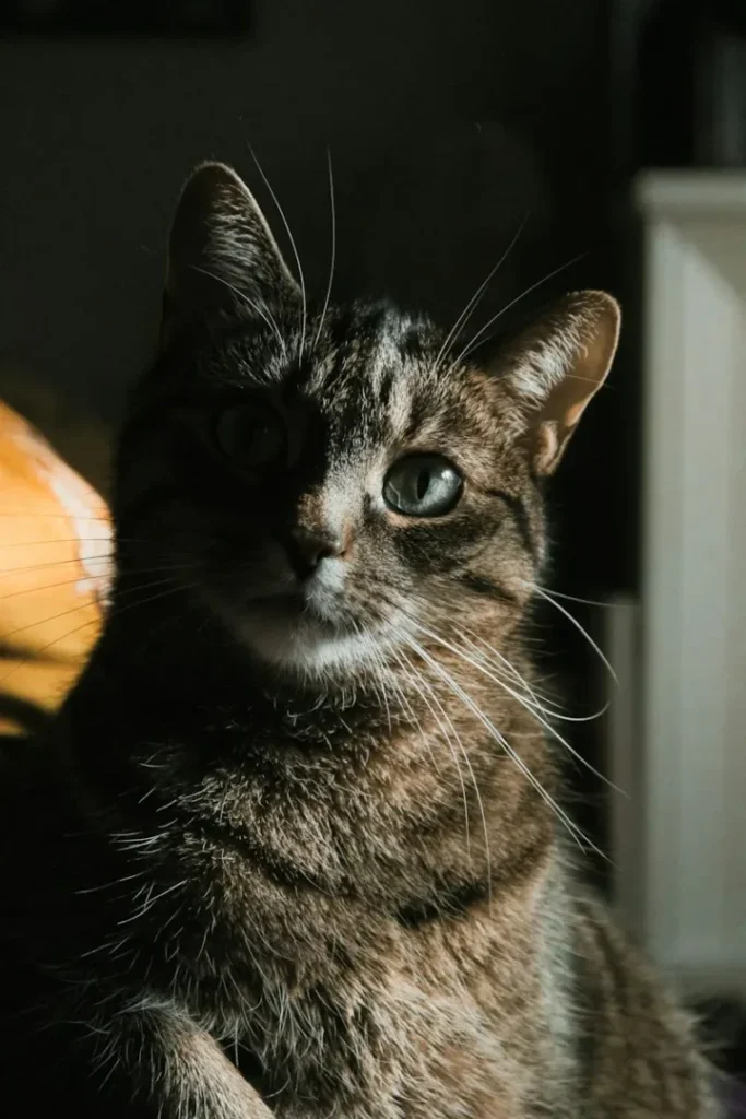 a close up of a cat sitting on a bed