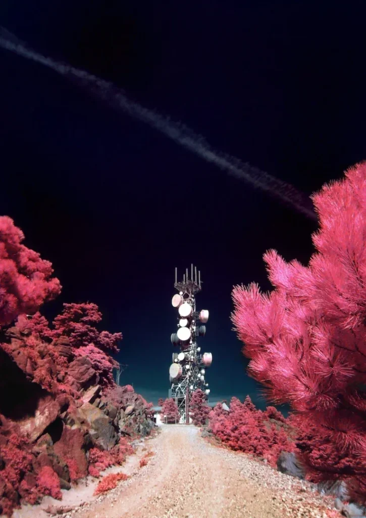 road surrounded with pink trees and satellite tower